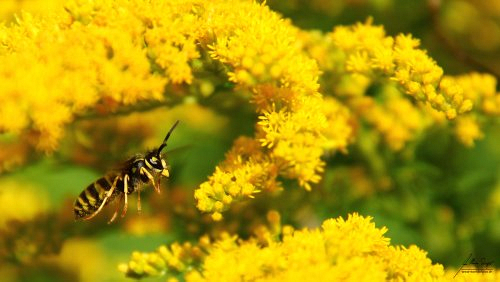 Insekten_und_Spinnen/IMG_0283-500px.jpg