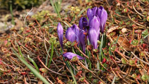 gartenpflanzen/IMG_1143-500px.jpg