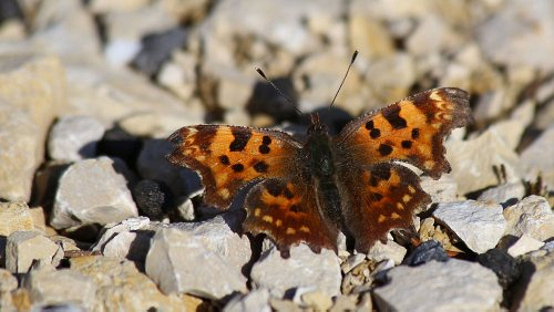 Insekten_und_Spinnen/IMG_1268-500px.jpg