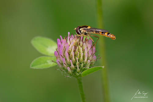 Insekten_und_Spinnen/IMG_1319_Schwebfliege_2000px.jpg