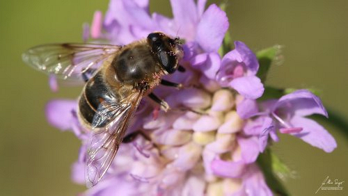 Insekten_und_Spinnen/IMG_1399-500px.jpg