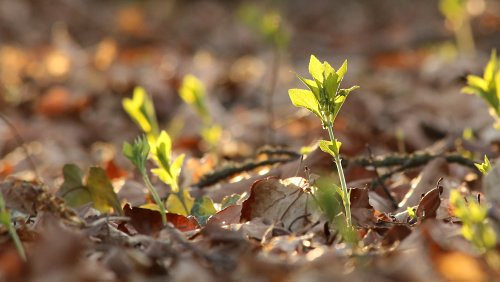 wildblumen/IMG_1732-500px.jpg