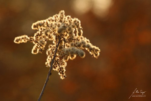 wildblumen/IMG_1794-500px.jpg