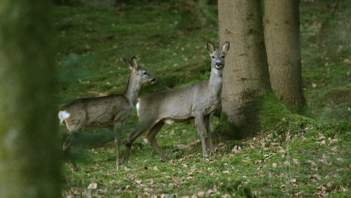 wild/IMG_1951-500px.jpg