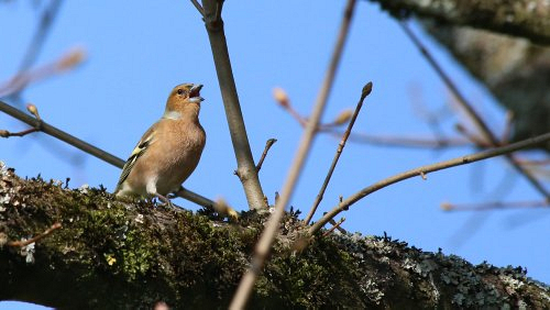 singvoegel/IMG_2141-500px.jpg