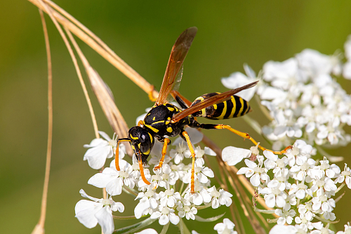 Insekten_und_Spinnen/IMG_2434_Feldwespe_2000px.jpg