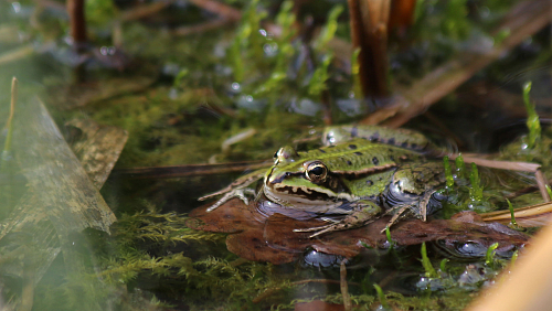 amphibien_reptilien/IMG_2577.jpg
