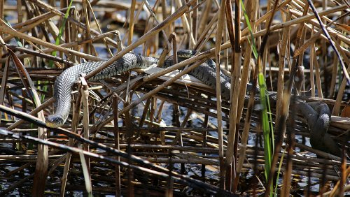 amphibien_reptilien/IMG_2673-500px.jpg