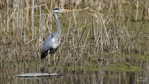 wasservoegel/IMG_2819-500px.jpg