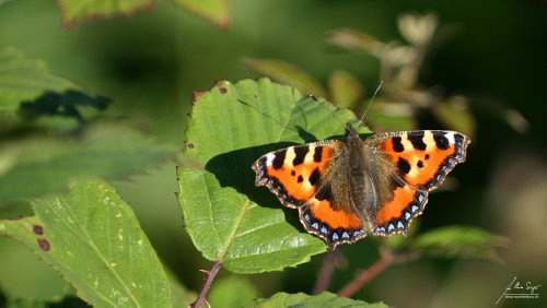 Insekten_und_Spinnen/IMG_3375-500px.jpg