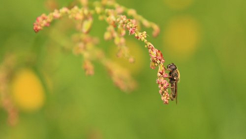 Insekten_und_Spinnen/IMG_3603-500px.jpg