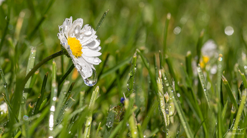wildblumen/IMG_3935_500px.jpg