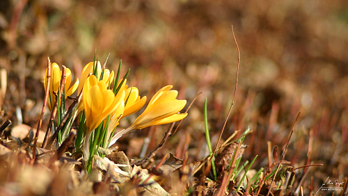 wildblumen/IMG_4944_500px.jpg