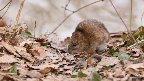 wild/IMG_5068-500px.jpg