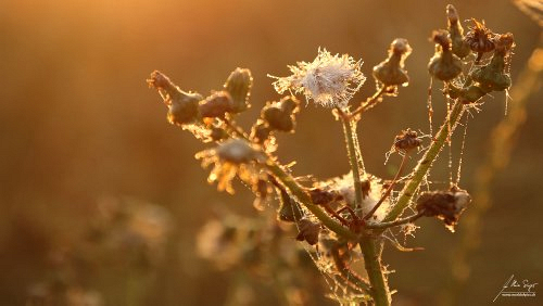 wildblumen/IMG_6189-500px.jpg
