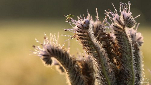 Insekten_und_Spinnen/IMG_6290-500px.jpg