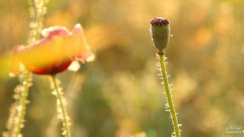 wildblumen/IMG_6311-500px.jpg