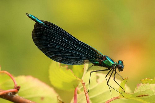 Insekten_und_Spinnen/IMG_6371_1024-001.jpg