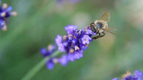 Insekten_und_Spinnen/IMG_6428-500px.jpg