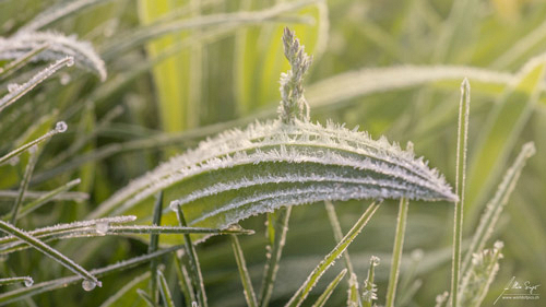 nutzpflanzen/IMG_6946_500px.jpg