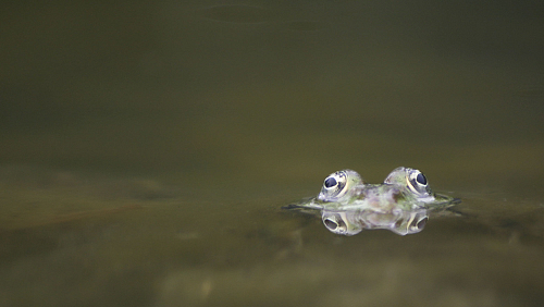 amphibien_reptilien/IMG_8676.jpg