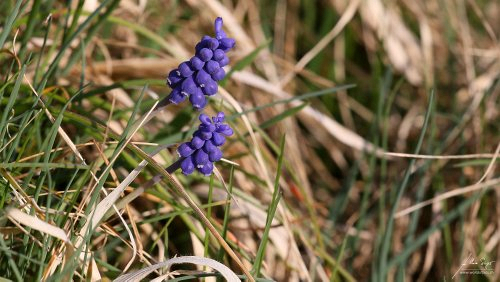 wildblumen/IMG_8869_a-500px.jpg