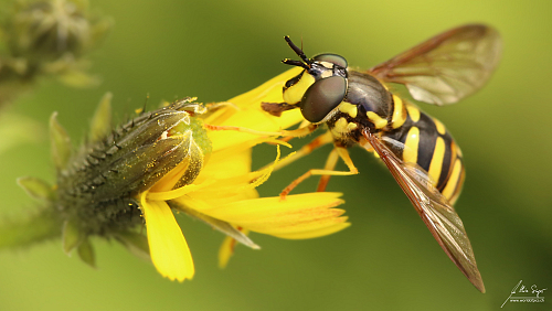 Insekten_und_Spinnen/IMG_9559_500px.jpg