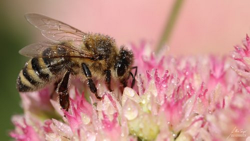 Insekten_und_Spinnen/IMG_9792-500px.jpg