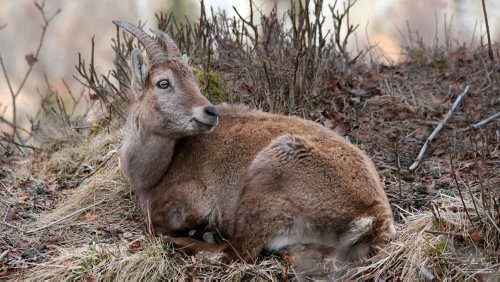 wild/IMG_9801_1-001.jpg