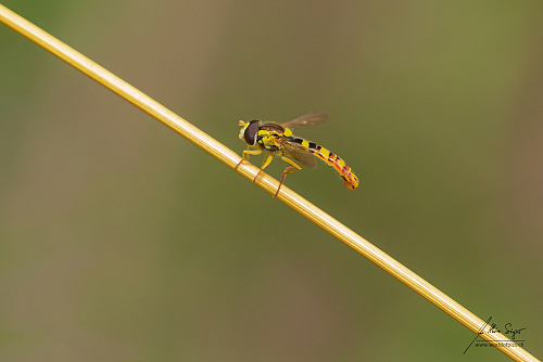 Insekten_und_Spinnen/img_2194_sphaerophoria-scripta_2000px_1722098764.jpg