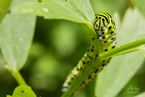 Insekten_und_Spinnen/img_5360_schwalbenschwanz_1200px_1713714103.jpg