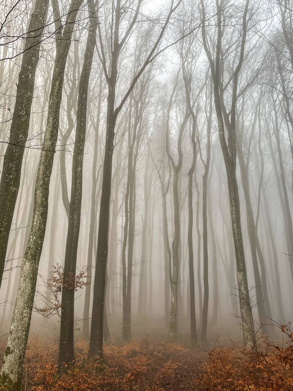 Bäume im Nebelwald