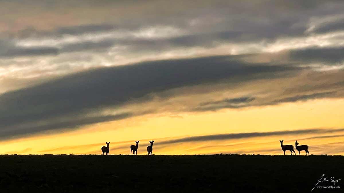 Rehe in der Morgendämmerung