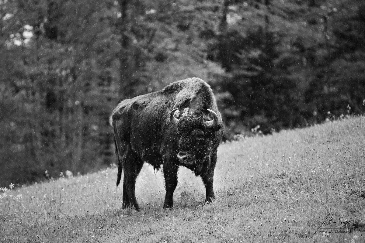 Wisent