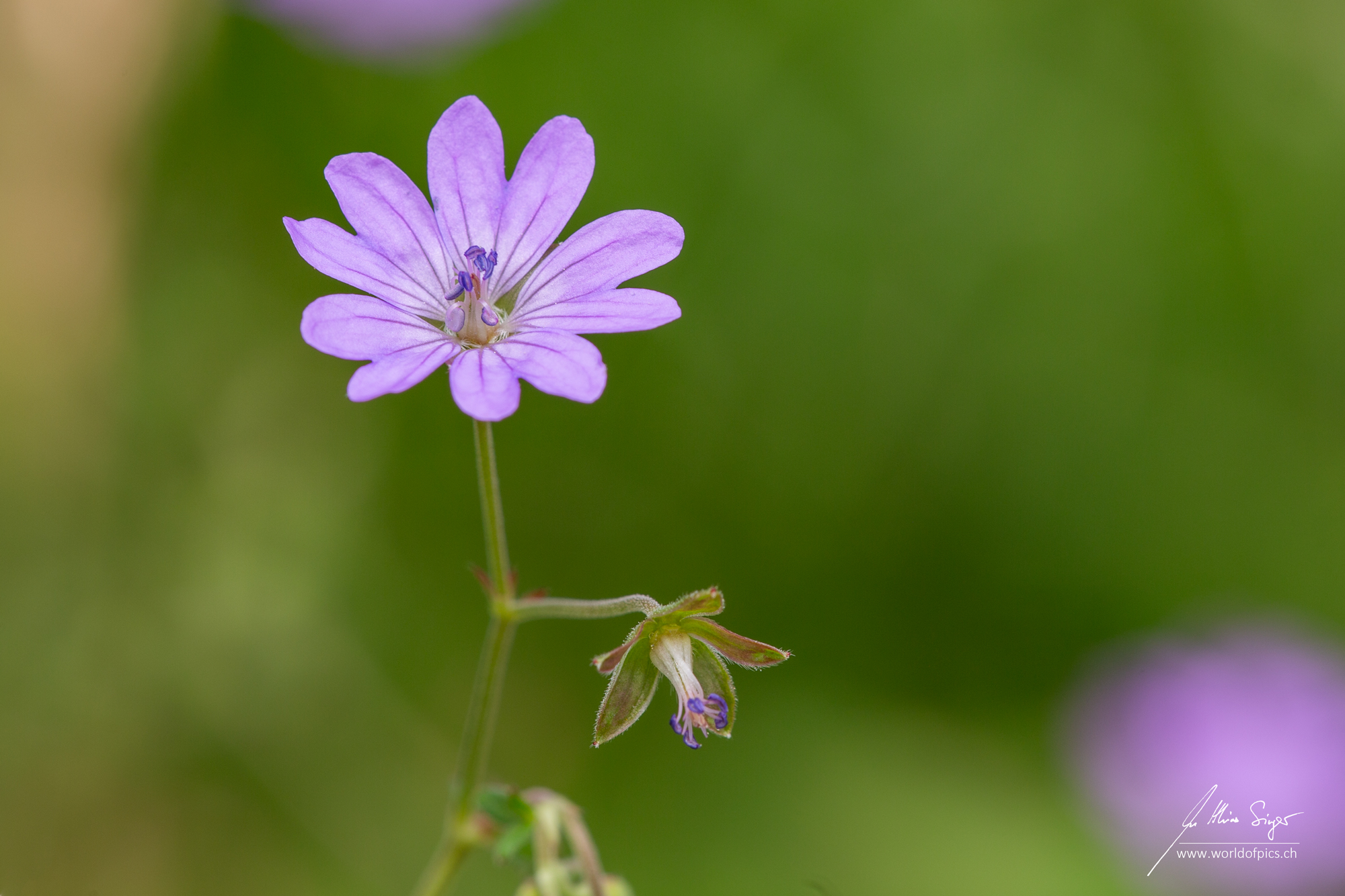 Pyrenäen-Storchschnabel (Geranium pyrenaicum)